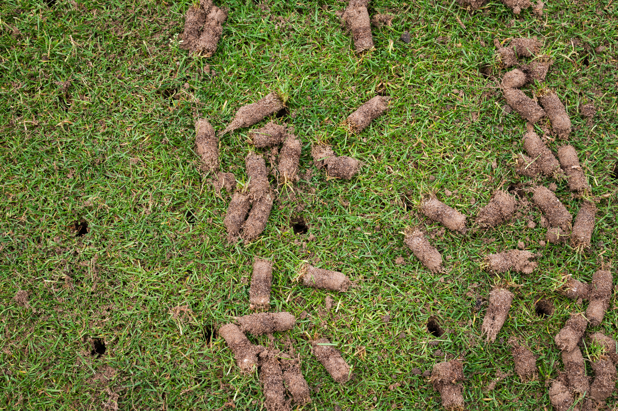 Lawn aeration service — core aeration holes in Spokane Valley lawn